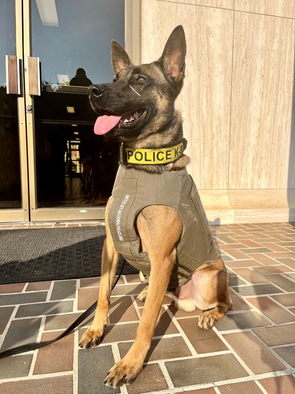 A police dog wearing a beige vest embroidered 