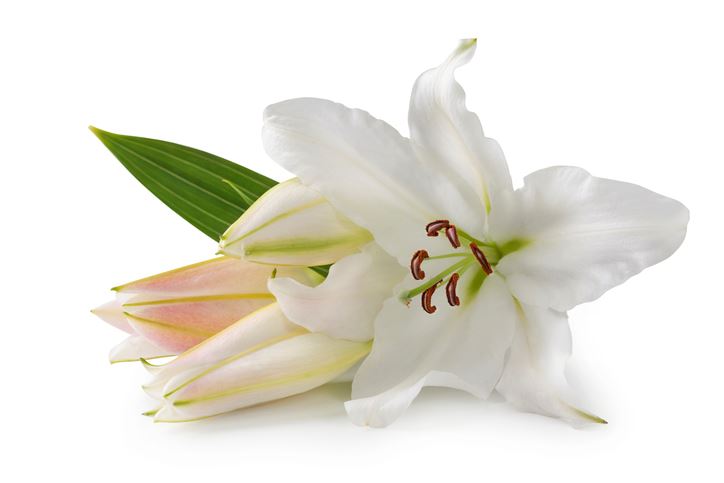 easter lily