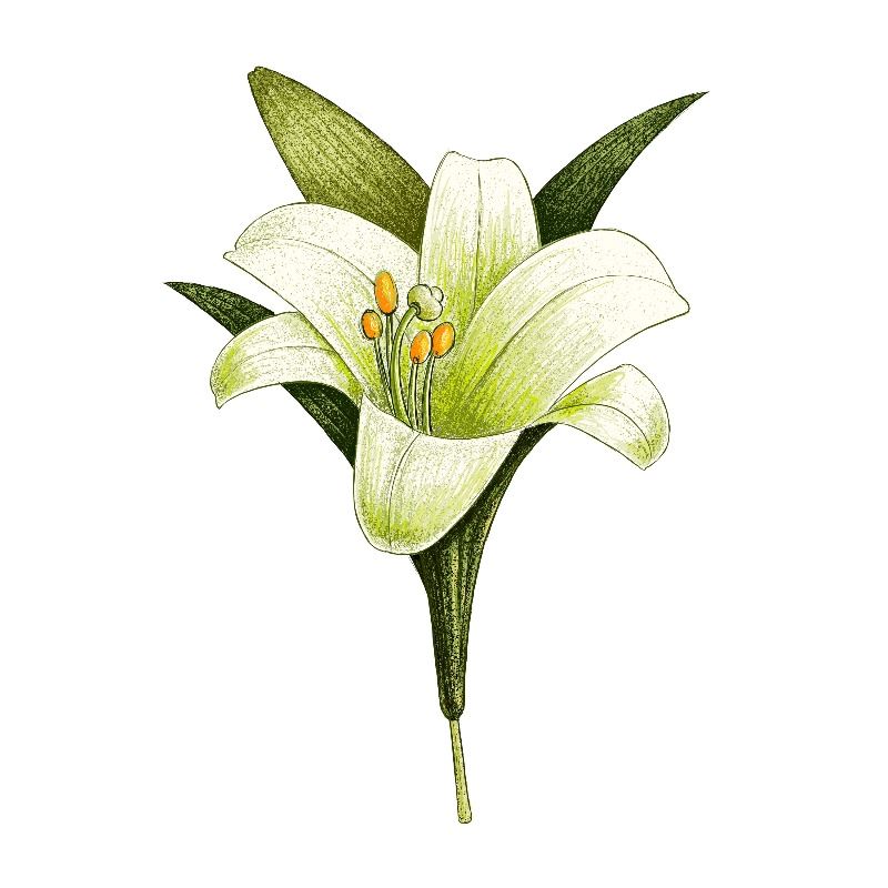 Illustration of a white lily on a plain white background