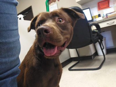 A brown dog on a green leash in a vet's office.
