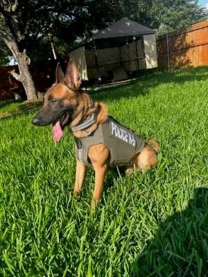 A brown police dog wearing a protective vest