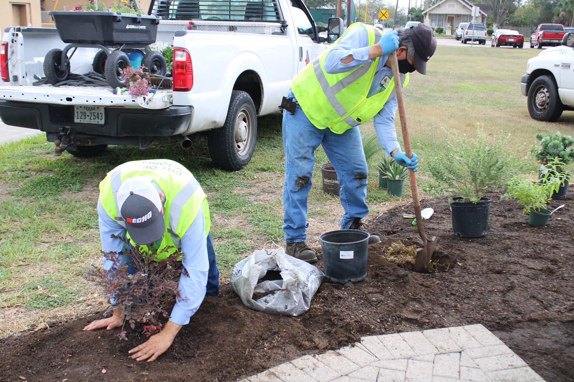 In a flowerbed, a man digs a hole while another man scoops dirt around a recently planted plant.