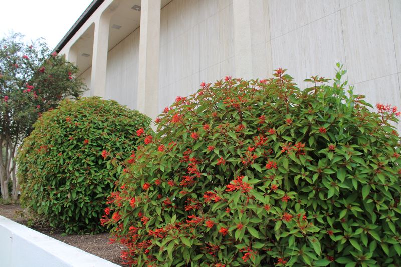 Leafy bushes with small red flowers in a row in a flowerbed outside City Hall.