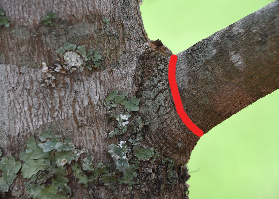 Tree limb with a line tracing the branch collar on the side furthest from the trunk